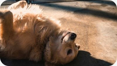 A friendly Golden Retriever, ideal dog breed for first-time owners