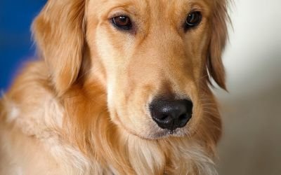 Friendly Golden Retriever sitting in a backyard, representing loyal and beginner-friendly dog breeds