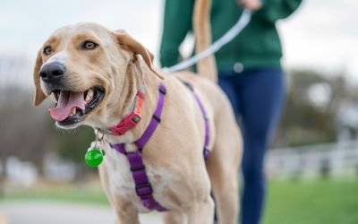 Dog walking on a sunny path, showing the importance of regular walks for pet dogs’ health and fitness