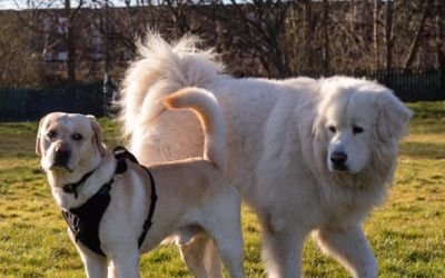 Happy dogs in open lawn or garden, representing why dogs make great pets for families, singles and seniors