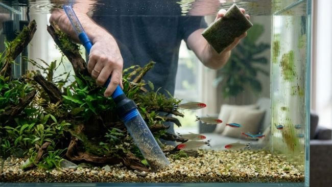 Aquarium fish tank maintenance showing cleaning and water care routine