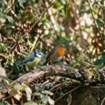 Two to three birds of different types representing the birds category on Pettopedia hompage.