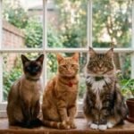 Two - three cats of different speices representing the cats category on Pettopedia hompage.