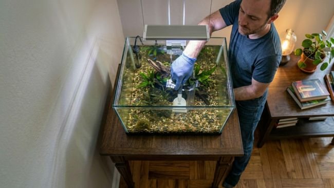 Dirty fish tank with algae buildup highlighting maintenance mistakes by new fish owner