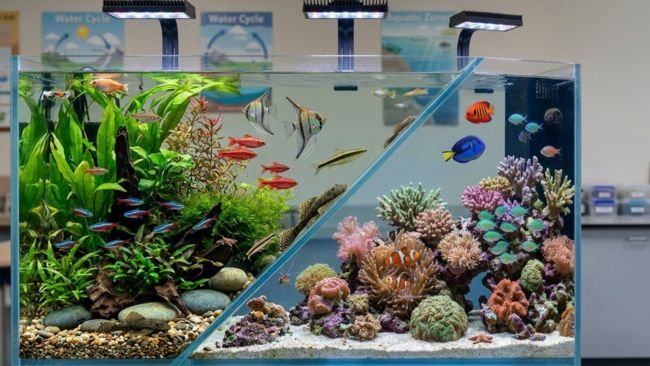 Colorful freshwater and saltwater fish swimming in a well-decorated aquarium with plants and corals