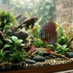 Two to three fish of different species representing the fish category on Pettopedia hompage.