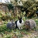 Two - three rabbits of different types representing the rabbits category on Pettopedia hompage.