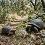Two - three tortoises of different types representing the tortoise category on Pettopedia hompage.